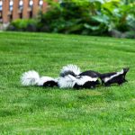 what to do with a skunk problem