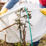 Everything You Need to Know