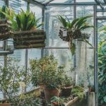 How to Protect Plants from Winter Elements