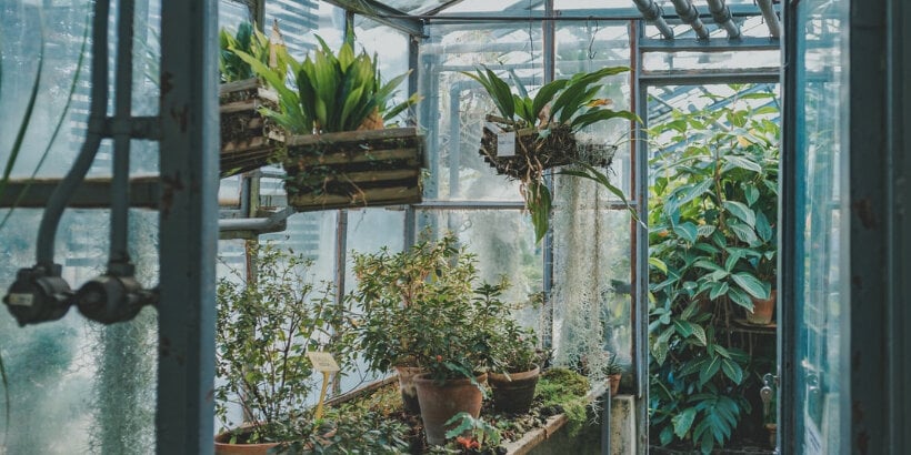 How to Protect Plants from Winter Elements