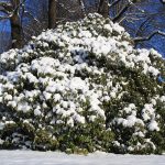 protecting rhododendron and other broadleaf evergreens in winter