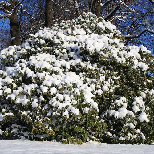 Protecting Rhododendron and Other Broadleaf Evergreens in Winter