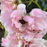 japanese beetle–resistant roses for your garden