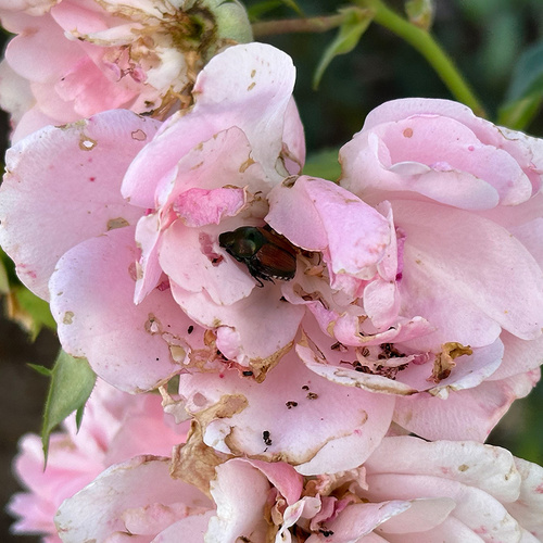 Japanese Beetle–Resistant Roses for Your Garden