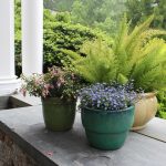 growing asparagus ferns in the northeast