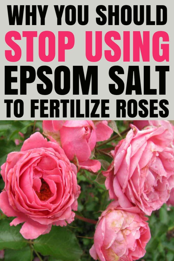 how to use epsom salt for roses - is it good myths busted 1 use epsom salt