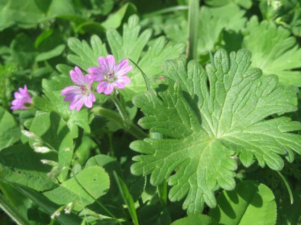 geraniums from cuttings