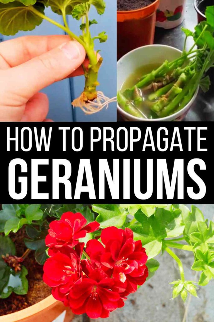 geraniums from cuttings