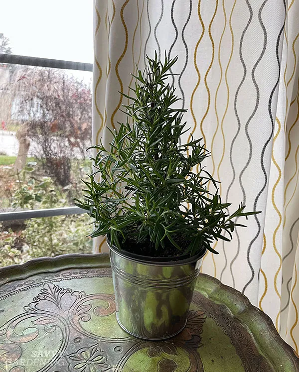an indoor rosemary plant shaped into a christmas tree