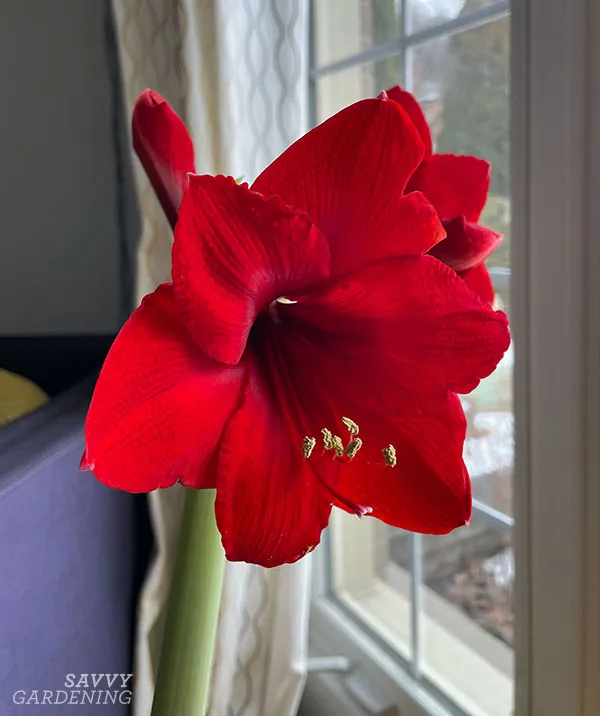 amaryllis flowers