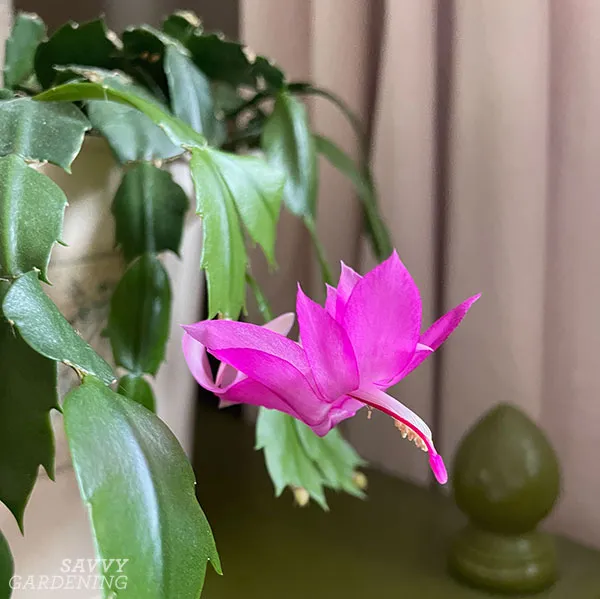 a thanksgiving cactus in bloom