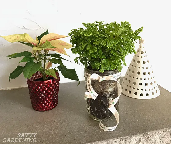 a poinsettia and frosty fern on a mantel