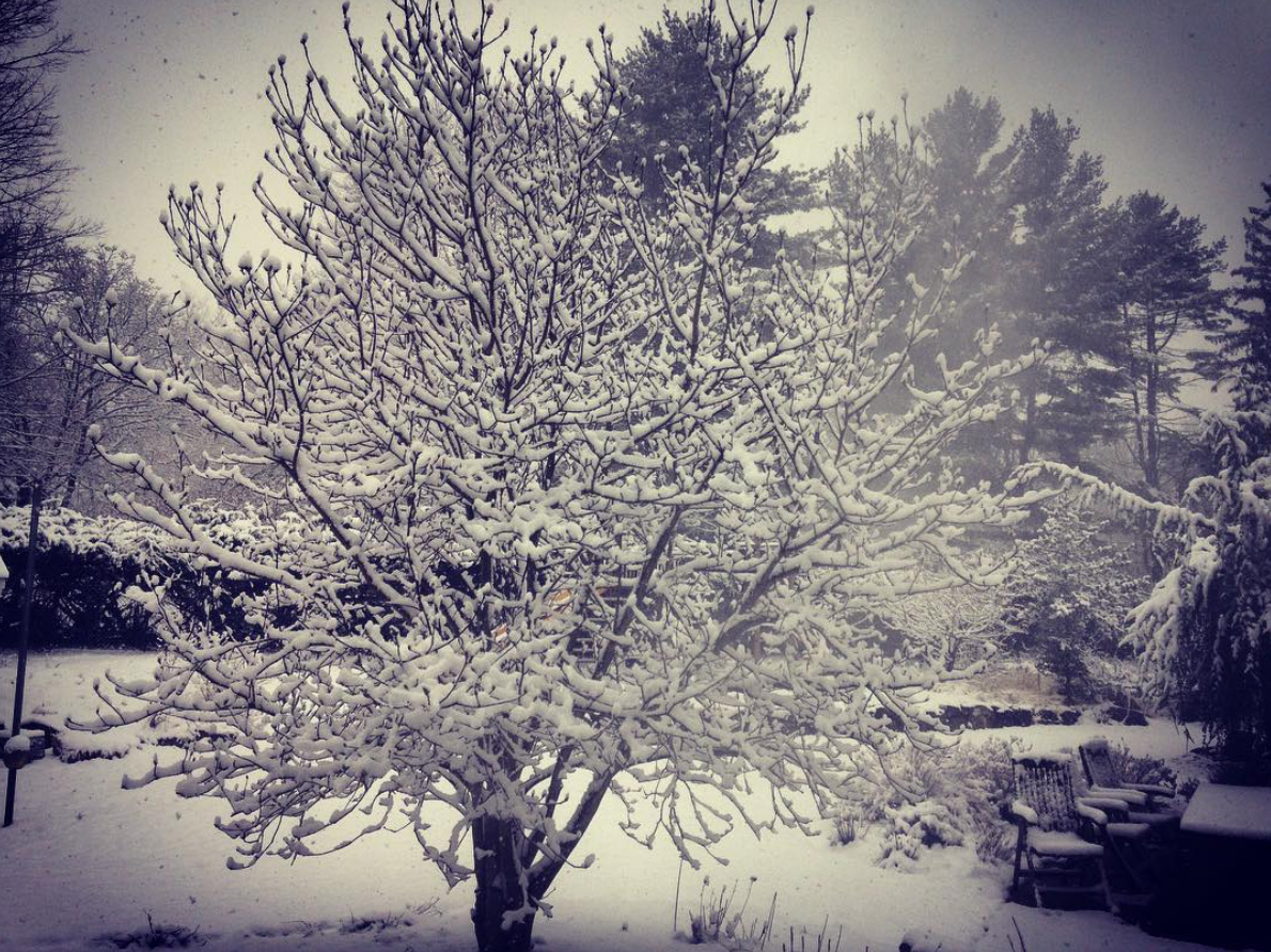 small tree covered in snow