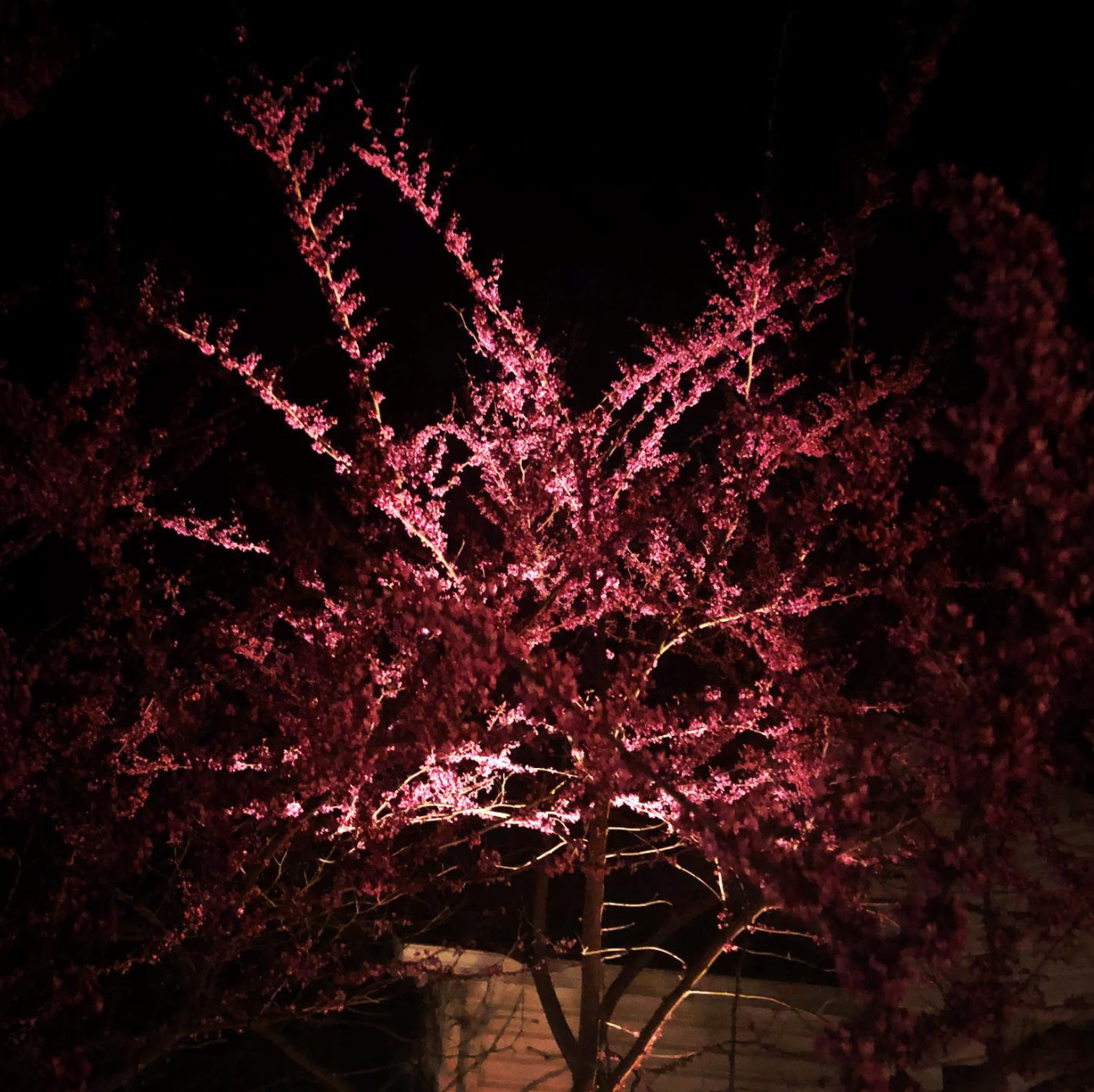 tree with pink flowers at night