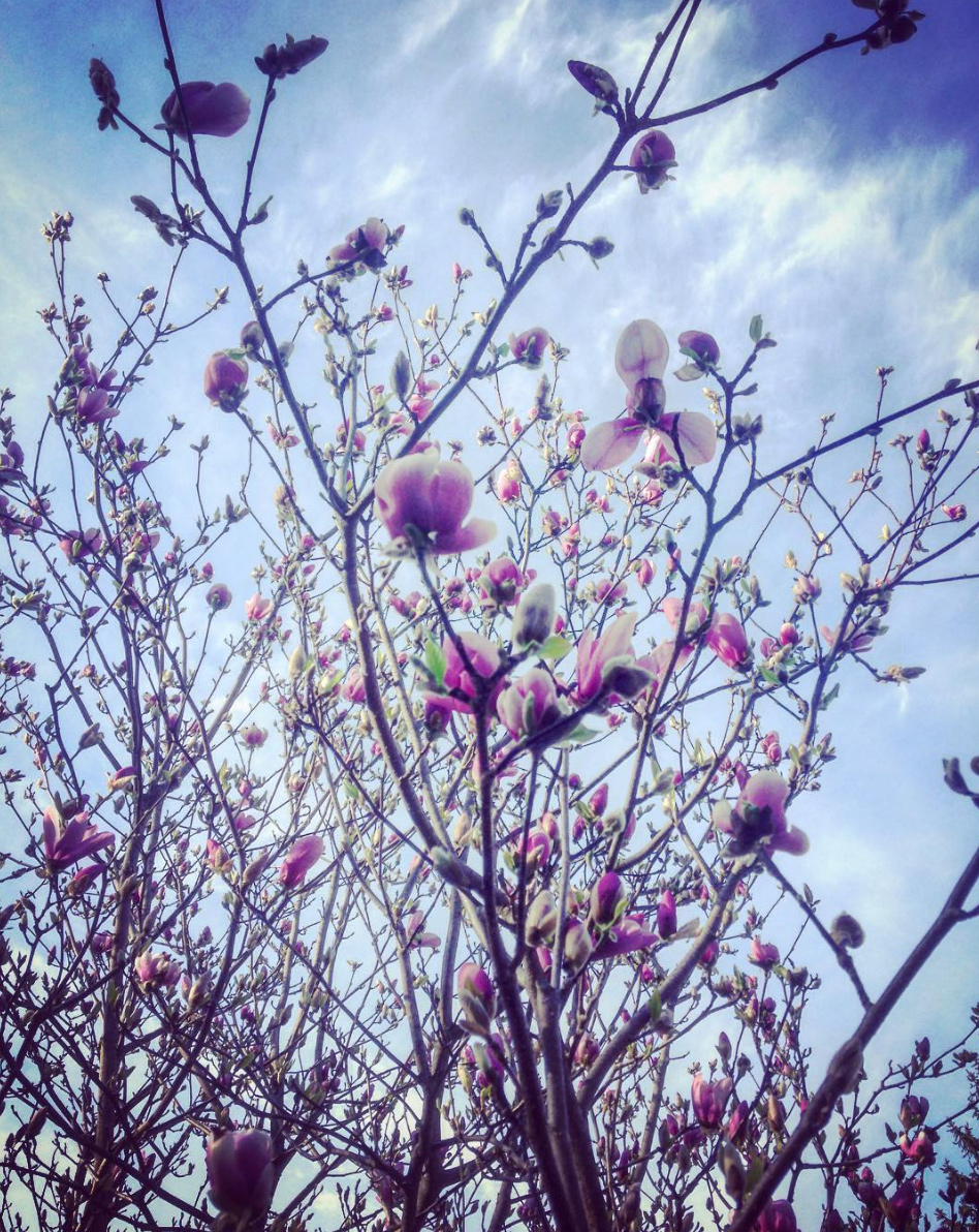magnolia tree in bloom