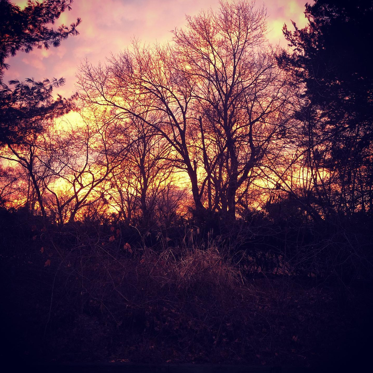 trees with sunset behind