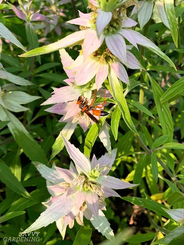 great golden digger wasp on spotted bee balm
