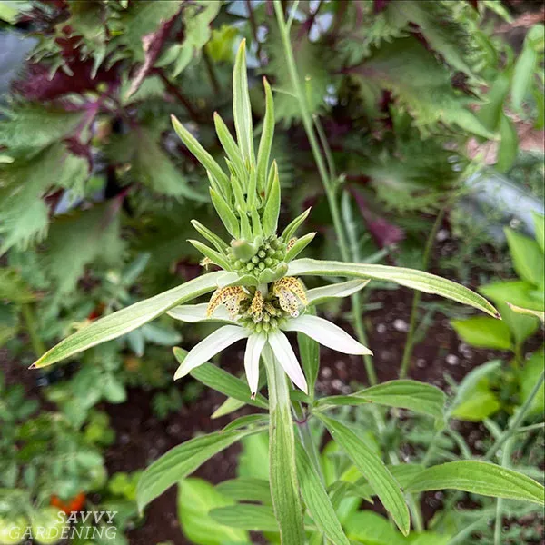 spotted bee balm in a garden in front of shiso plants