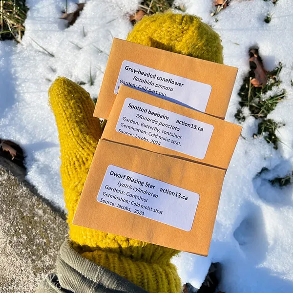 packets of native plant seeds for winter sowing