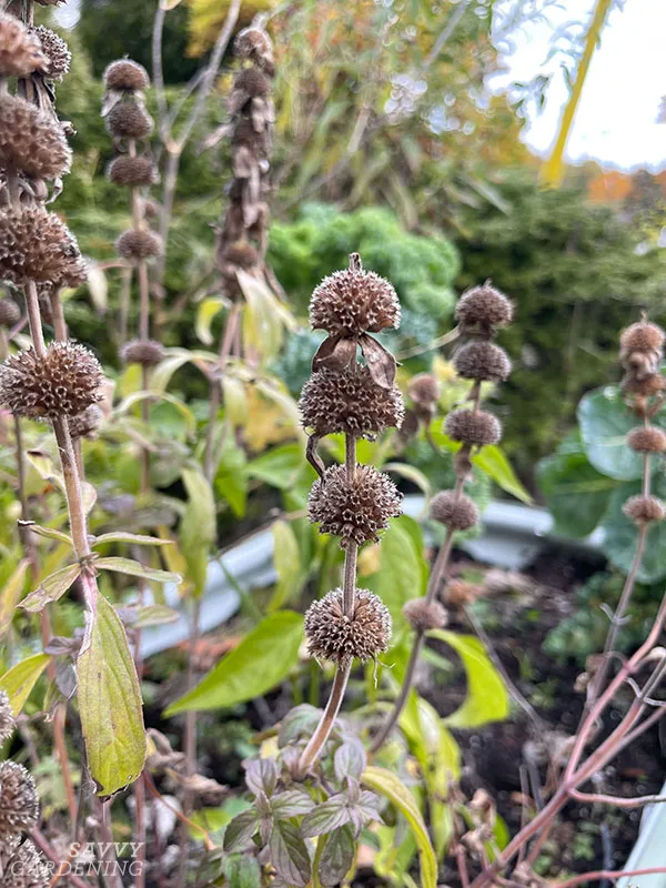 spotted bee balm seed heads in a garden
