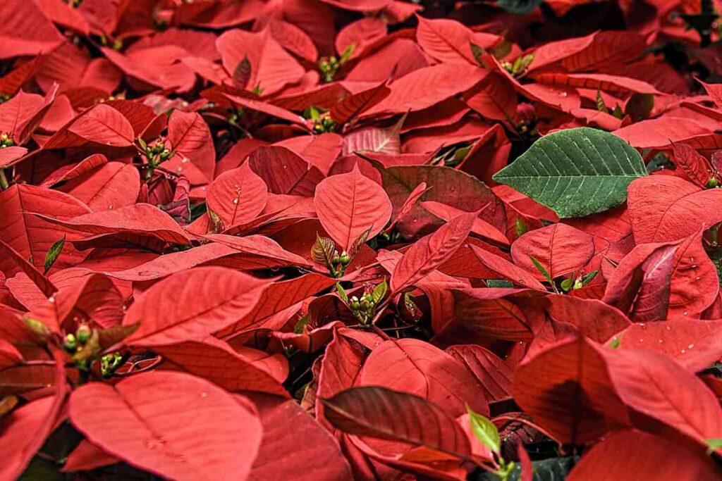 poinsettias is christmas flower