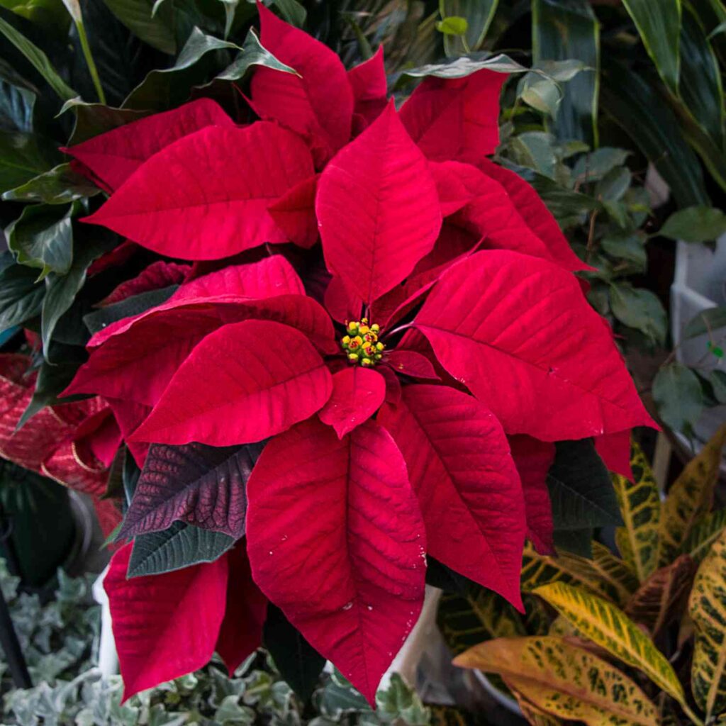 epsom salt for poinsettias