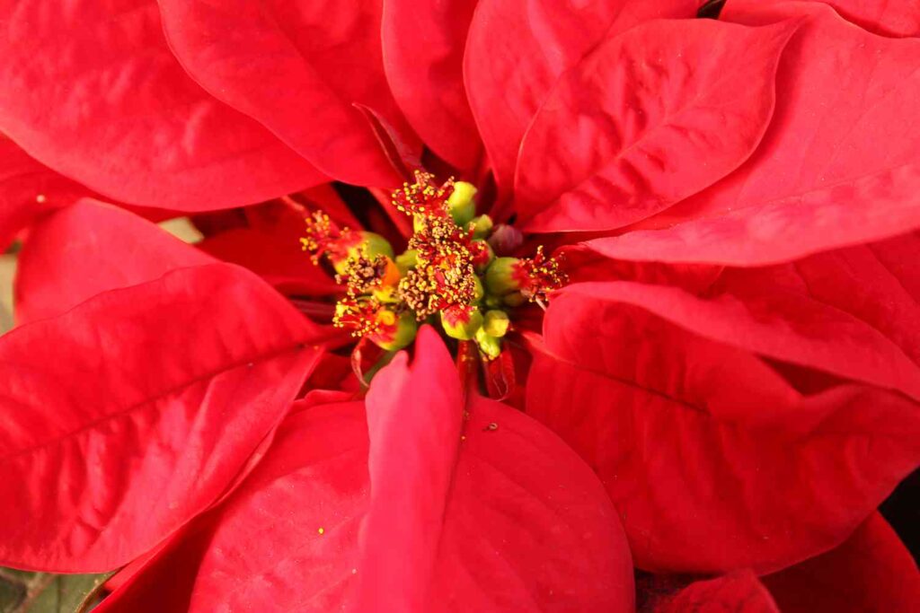 can poinsettias survive in cold