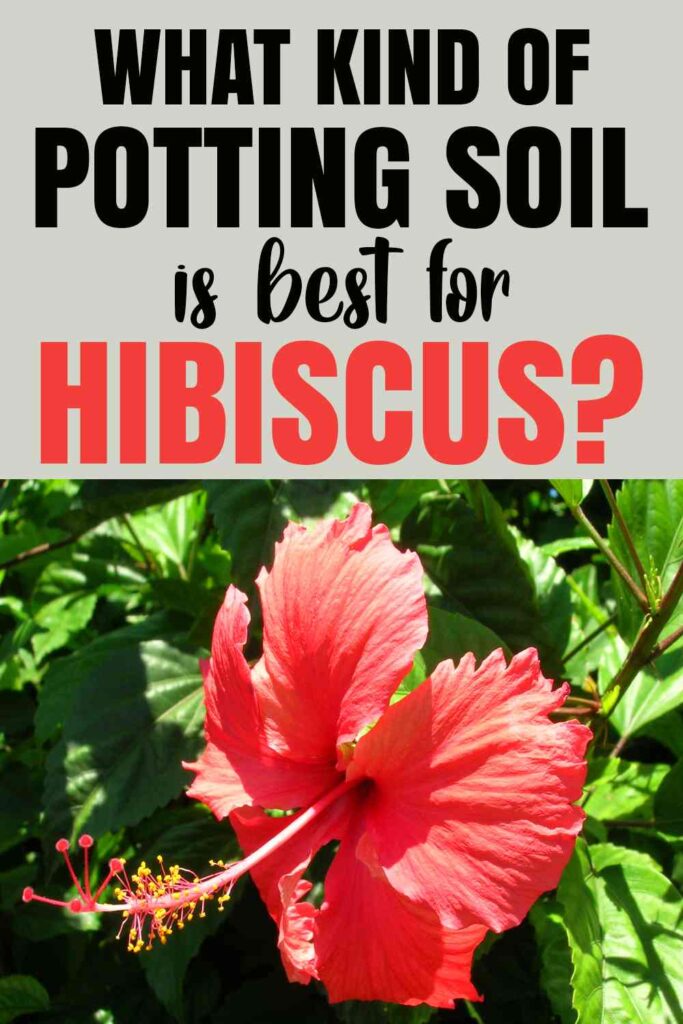 best potting soil for hibiscus 5 potting soil mix recipes included 1 hibiscus potting soil