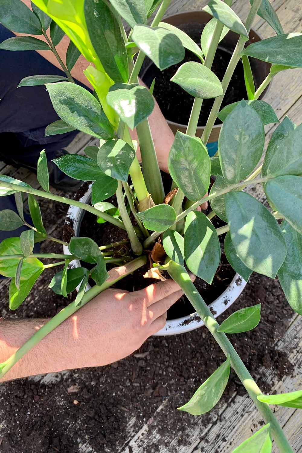 how to grow and care for zz plants zamioculcas zamiifolia 1 a close up vertical image of a gardener repotting a zamioculcas zamiifolia into a new pot.