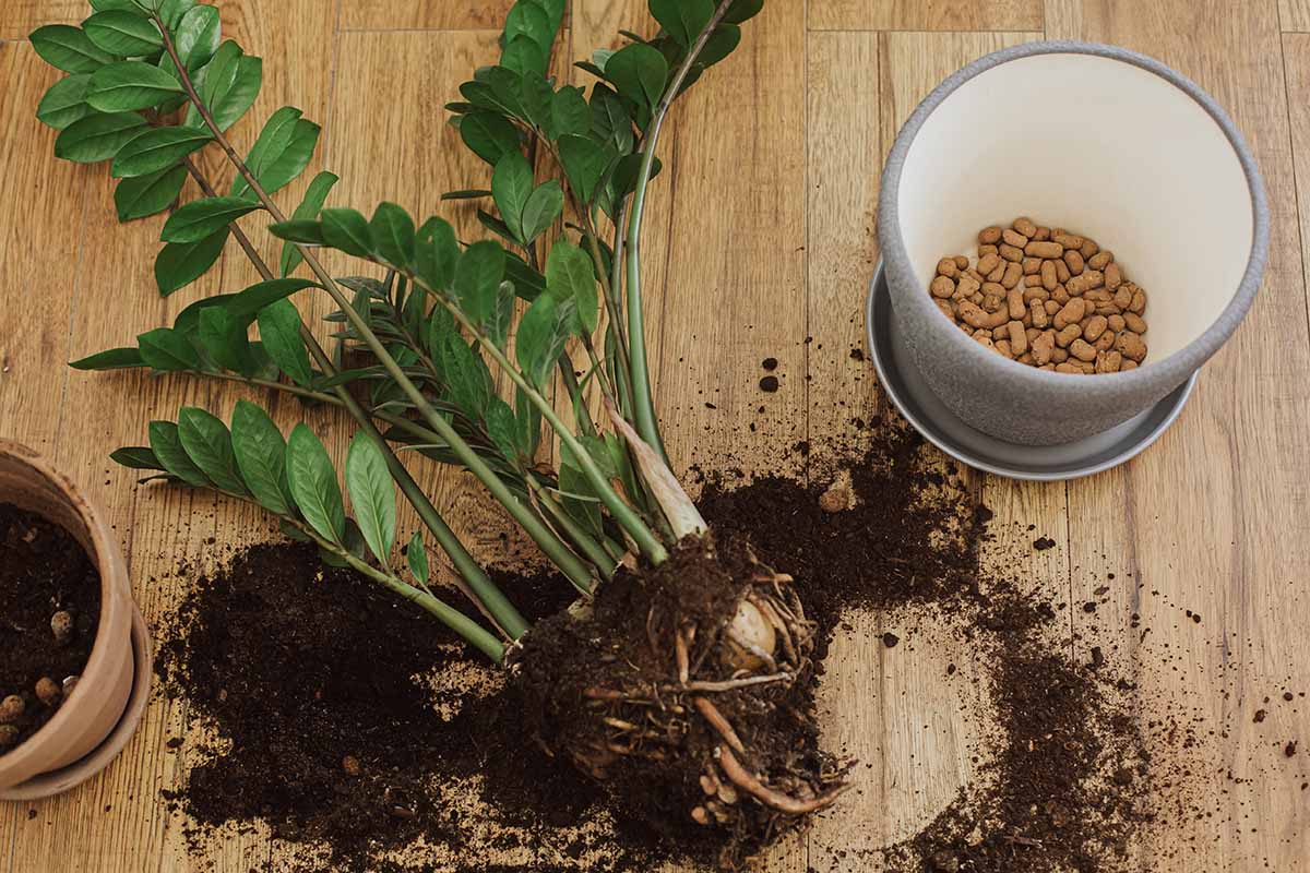 how to grow and care for zz plants zamioculcas zamiifolia 2 a close up horizontal image of a zz plant being divided and repotted.