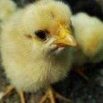 When Can Chicks Go Outside In Coop Full Time Without A Heat Lamp