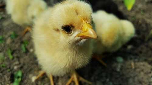 When Can Chicks Go Outside In Coop Full Time Without A Heat Lamp When Can Chicks Go Outside In Coop Full Time Without A Heat Lamp