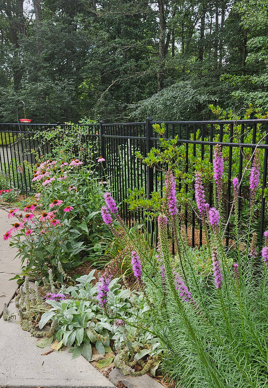 spires of purple flowers in front of purple coneflowers