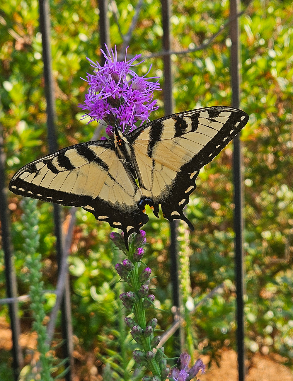 yellow butterfly on purple flower