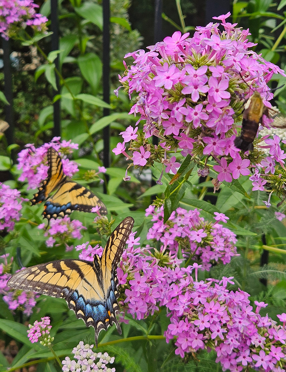 yellow butterflies on pink flower clusters