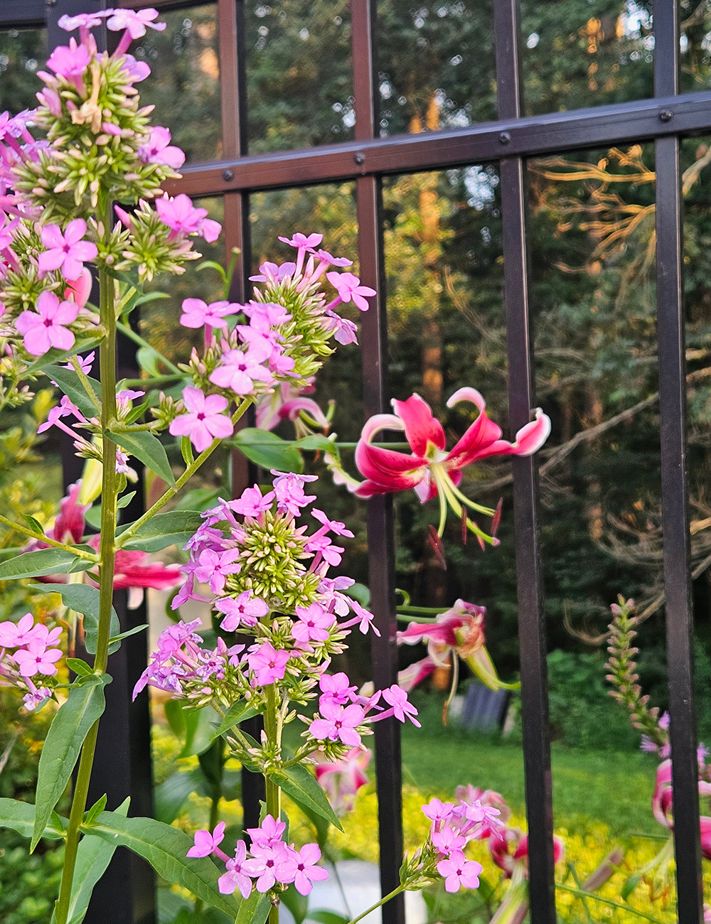 bright pink lily with pink garden phlox