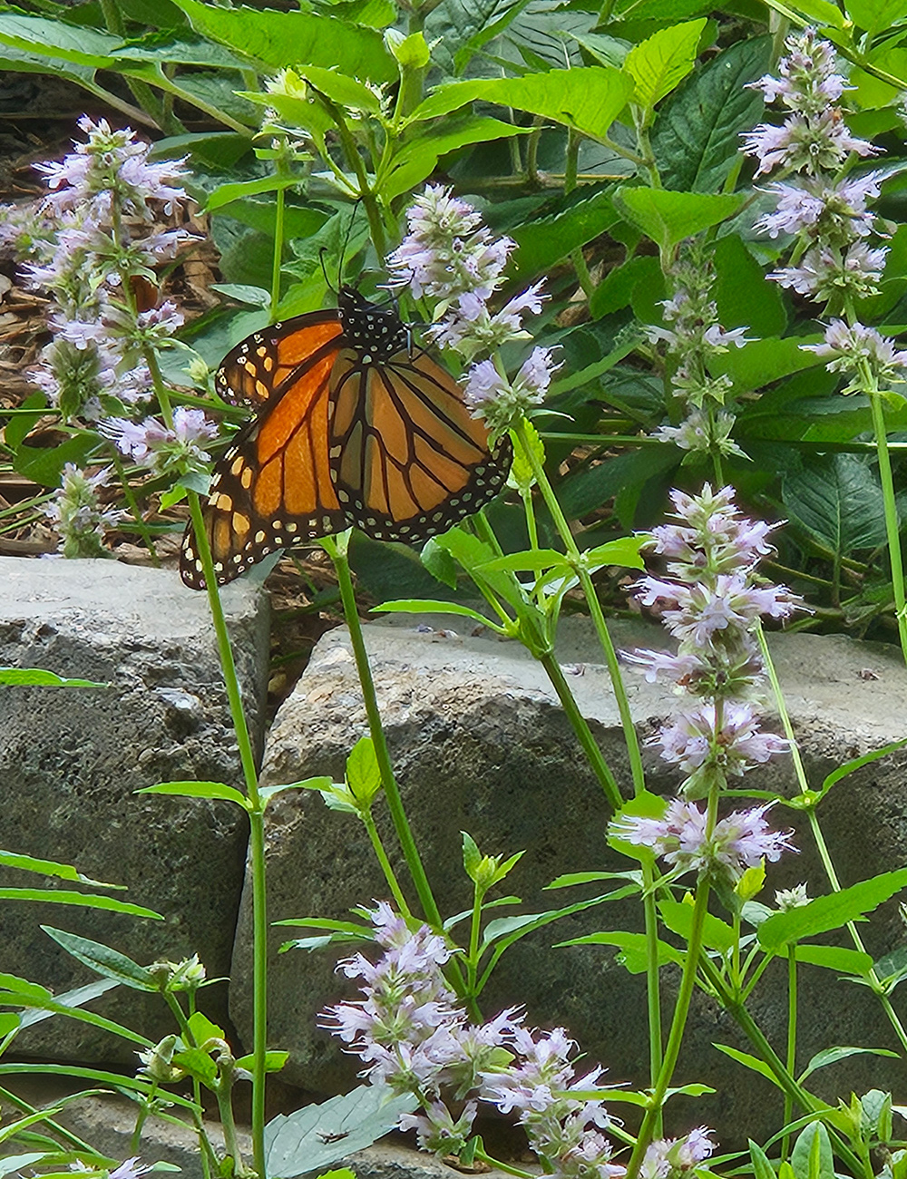 monarch butterfly on spires of purple flowers