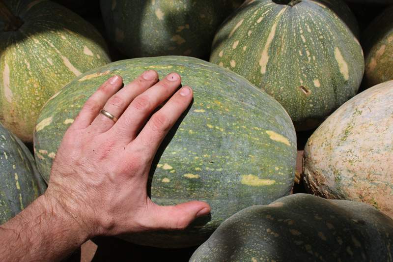 fascinating pumpkin crosses grenada black x seminole