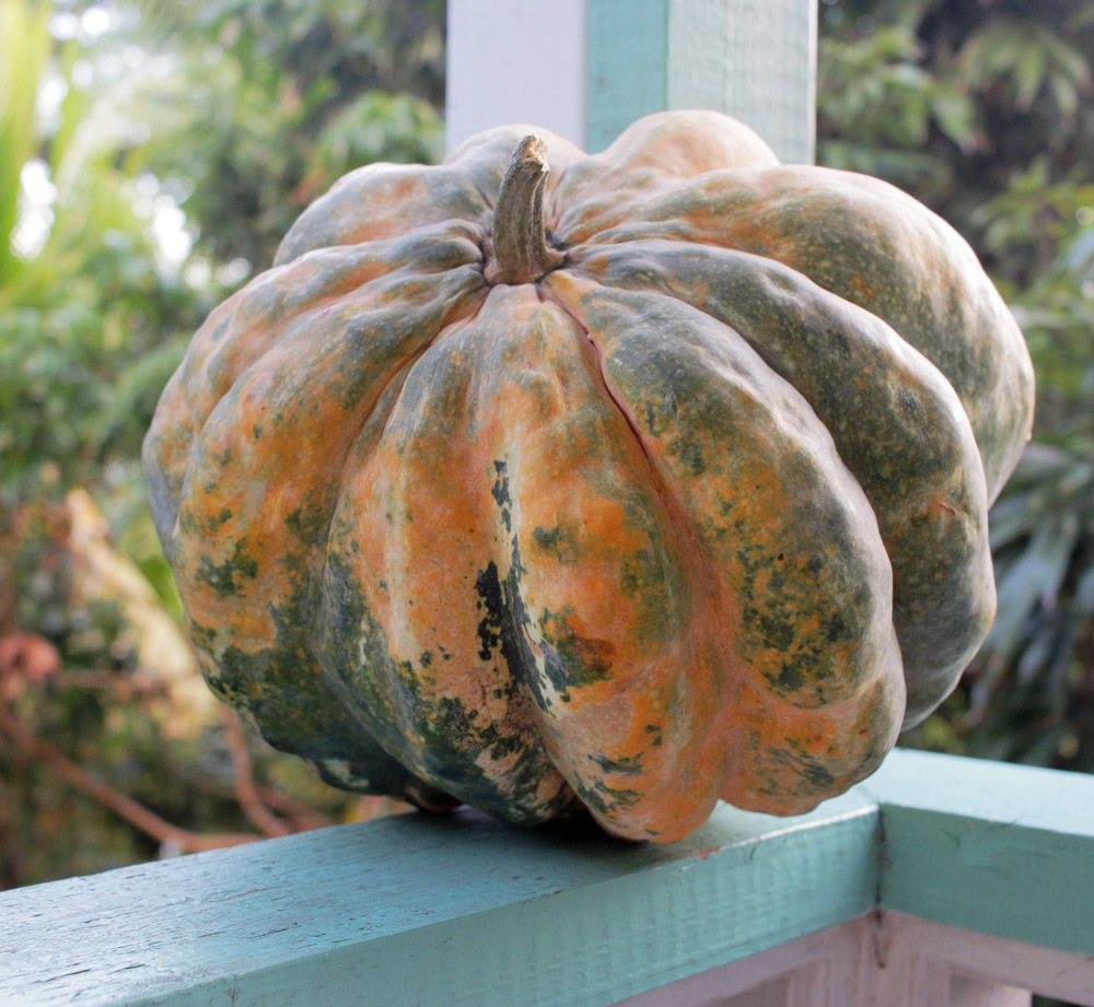 fascinating pumpkin crosses grenada black x seminole