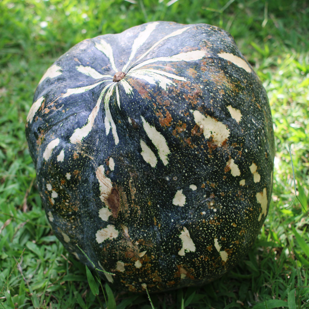 fascinating pumpkin crosses grenada black x seminole 19 fascinating pumpkin crosses grenada black x seminole
