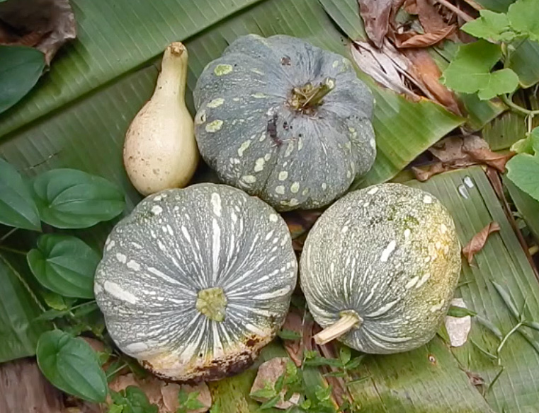 fascinating pumpkin crosses grenada black x seminole