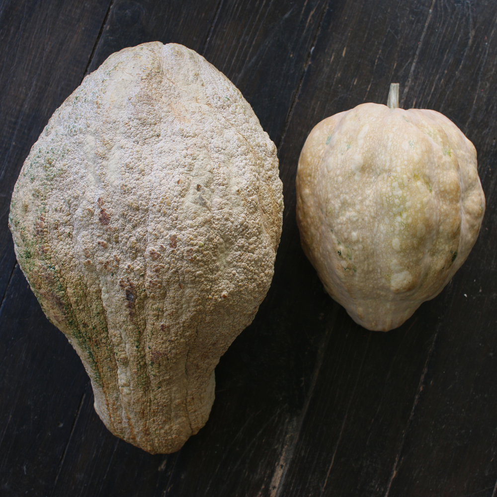 fascinating pumpkin crosses grenada black x seminole