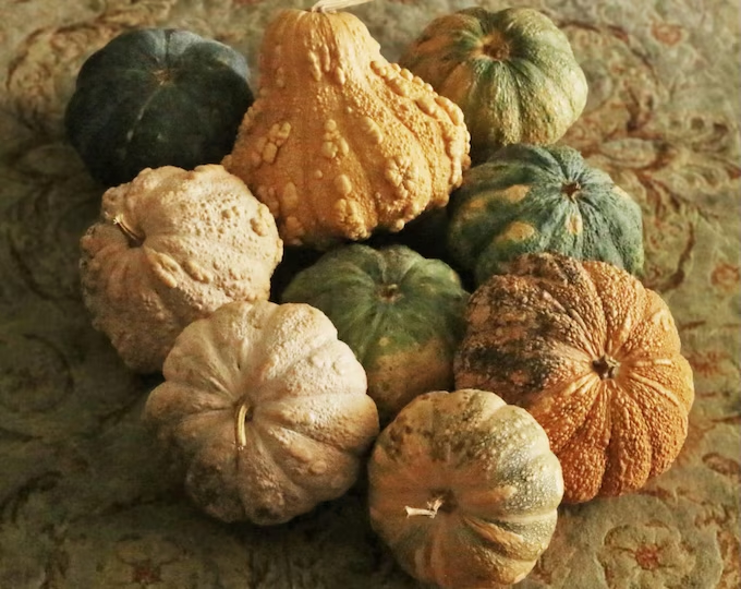 fascinating pumpkin crosses grenada black x seminole 21 fascinating pumpkin crosses grenada black x seminole