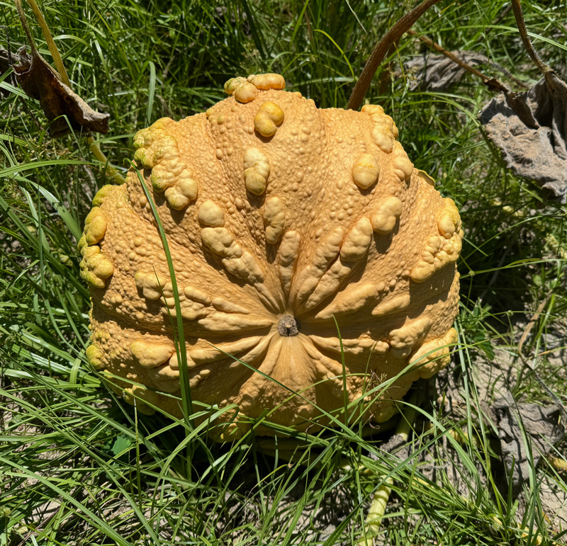 fascinating pumpkin crosses grenada black x seminole 20 fascinating pumpkin crosses grenada black x seminole