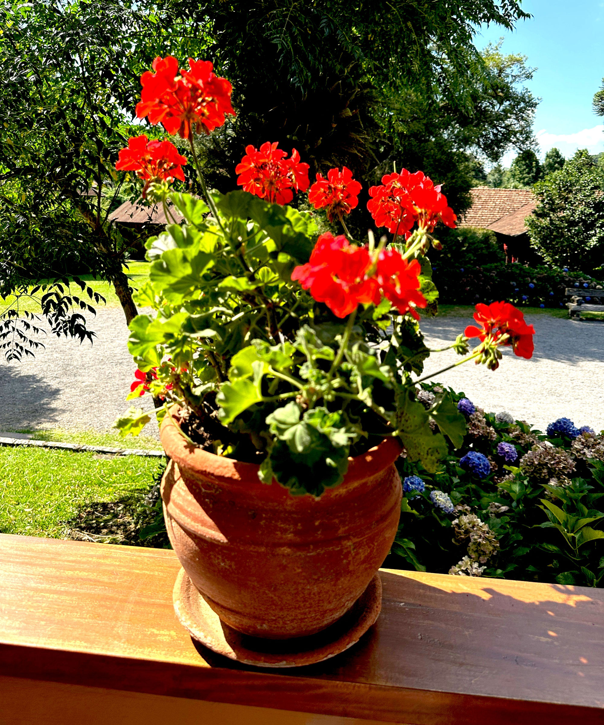 red geranium growing in terracotta pot on balcony