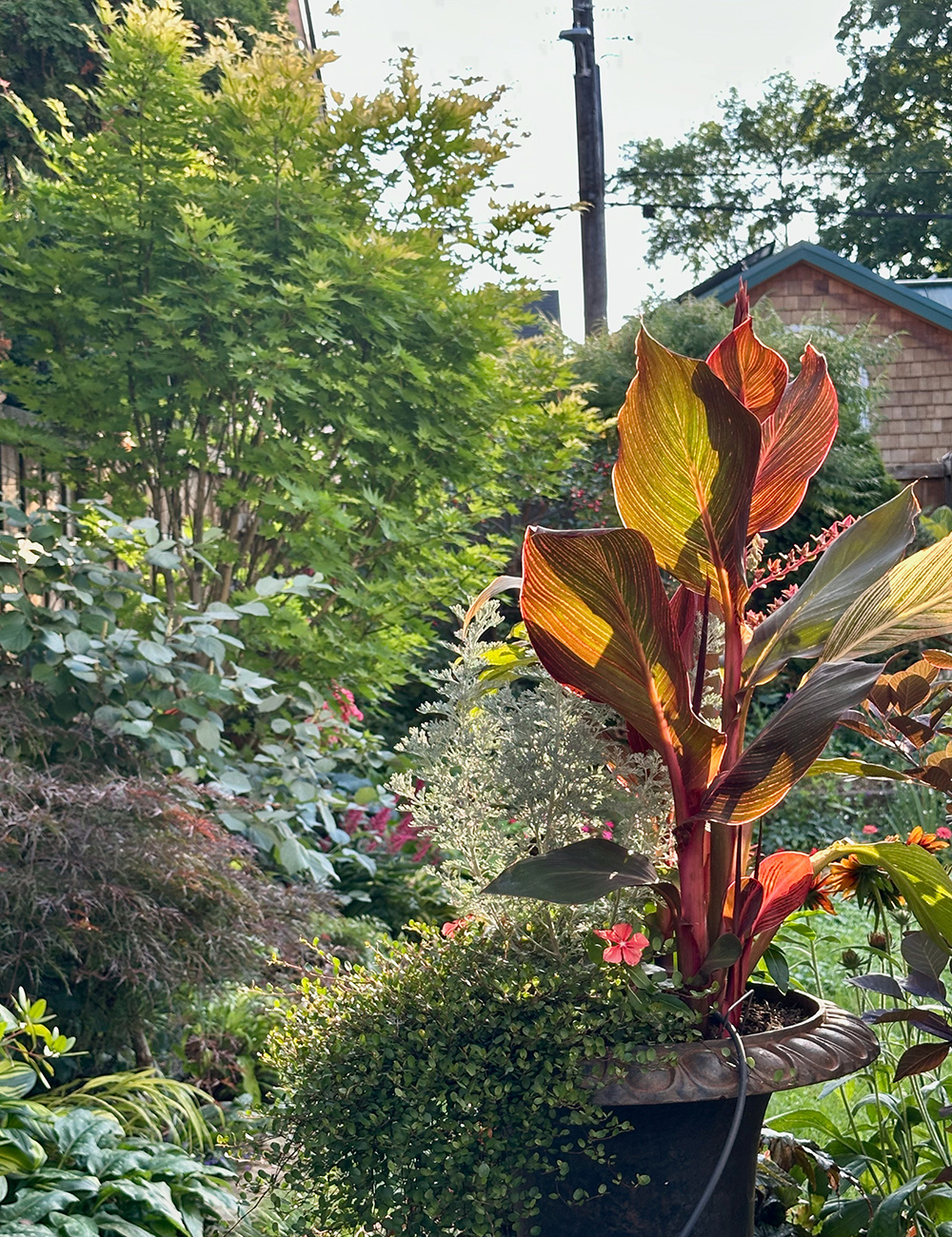 small summer garden with colorful container planting in foreground