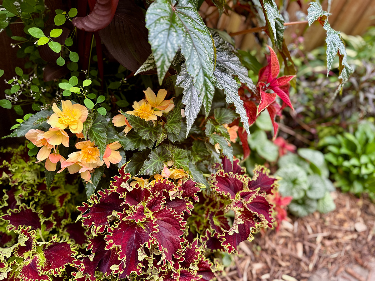 close up of colorful foliage and light orange flowers