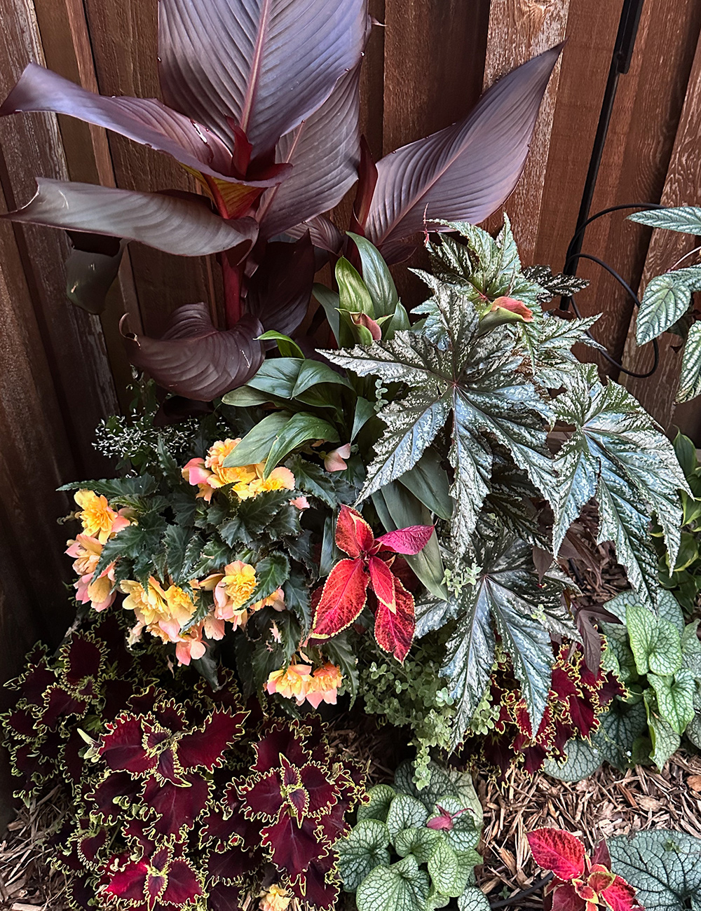 container planting with lots of colorful foliage plants