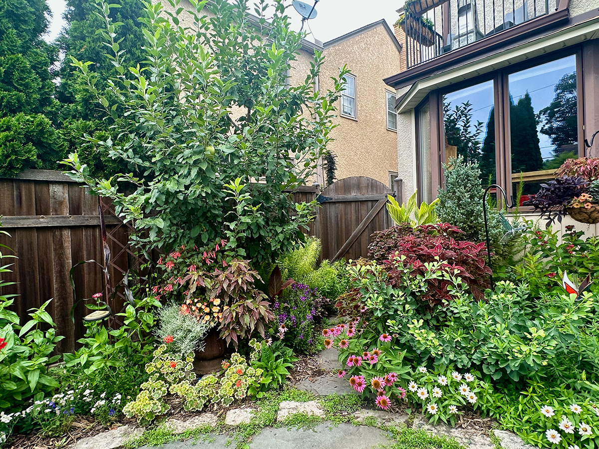 garden in corner of backyard with gate in the background