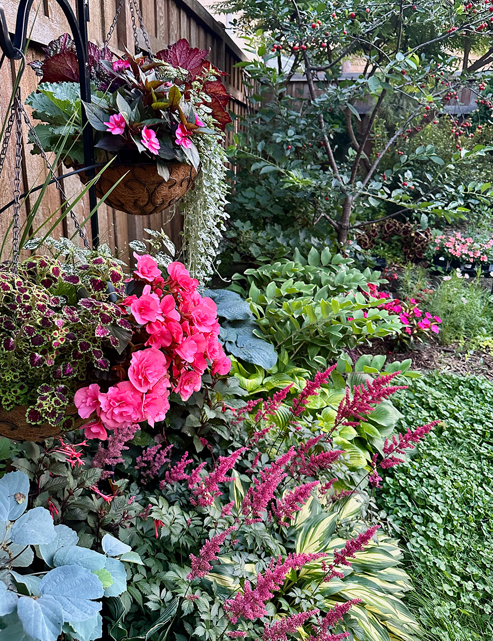 garden along fence with lots of pink plants